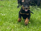 Chiots Beauceron LOF