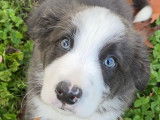 Mâle Border Collie disponible pour saillie