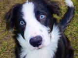 Mâle Border Collie disponible pour saillie