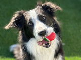 Mâle Border Collie disponible pour saillie