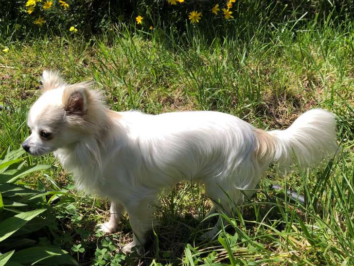 Mâle Chihuahua blanc à poil long disponible pour saillie