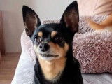 À adopter : chien noir et feu