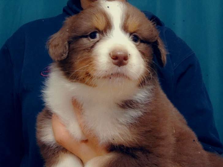 Chiots Berger Australien LOF à vendre