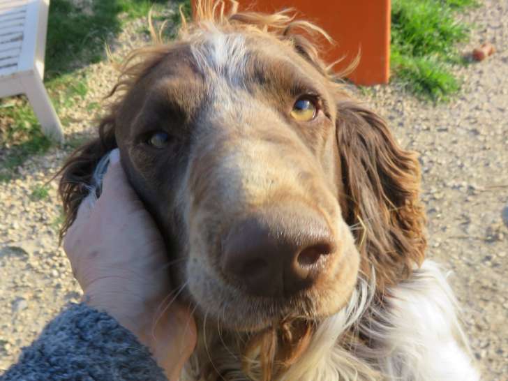 Adoption disponible : chien marron et blanc