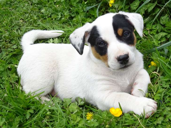 Adorables chiots de type Jack Russell Terrier à vendre