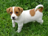 Adorables chiots de type Jack Russell Terrier à vendre