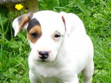 Adorables chiots de type Jack Russell Terrier à vendre