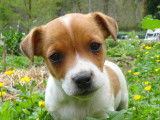 Adorables chiots de type Jack Russell Terrier à vendre