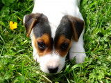 Adorables chiots de type Jack Russell Terrier à vendre