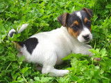 Adorables chiots de type Jack Russell Terrier à vendre