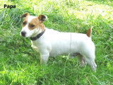 Adorables chiots de type Jack Russell Terrier à vendre