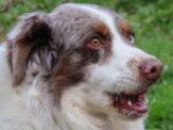 Chien de 5 ans en attente d’une famille