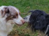 Chien de 5 ans en attente d’une famille