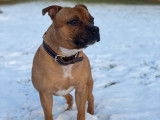 Mâle Staffordshire Bull Terrier fauve pour saillie