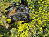 Chien Beauceron arlequin de 4 ans &agrave; donner