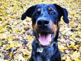 Chien Beauceron arlequin de 4 ans &agrave; donner