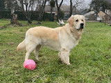 Mâle Golden Retriever disponible pour saillie