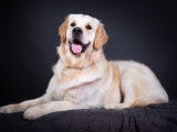 Mâle Golden Retriever disponible pour saillie