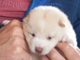 Adorables chiots Shiba Inus à vendre