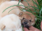 Adorables chiots Shiba Inus à vendre