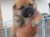 Adorables chiots Shiba Inus à vendre