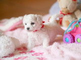 Chiots Bichon Fris&eacute; inscrits au LOF &agrave; vendre