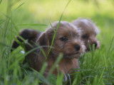 Chiot Norfolk Terrier à vendre