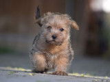 Chiot Norfolk Terrier à vendre