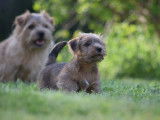 Chiot Norfolk Terrier à vendre