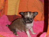 Chiots de race Chihuahua à vendre (2 femelles)