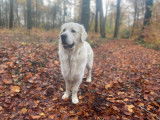 Tommy, mâle Golden Retriever LOF disponible pour saillie