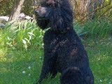 Mâle Caniche Royal disponible pour saillie
