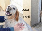 À adopter, chien de 8 ans
