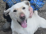 Disponible à l’adoption, chien sable