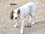 Prête pour l’adoption, chienne de 3 ans