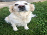 Recherche mâle Golden Retriever pour saillie