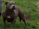 Femelles Staffordshire Bull Terrier LOF à vendre