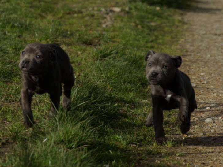 Chiots Staffordshire Bull Terrier LOF à vendre