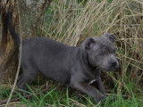 Chiots Staffordshire Bull Terrier LOF à vendre