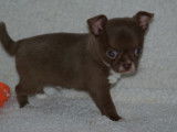 Chiots Chihuahua LOF &agrave; poil court &agrave; vendre