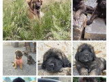 Chiots Leonberg LOF à naître