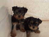 Chiots Yorkshire Terrier mini à vendre