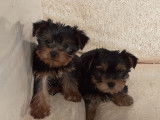 Chiots Yorkshire Terrier mini à vendre