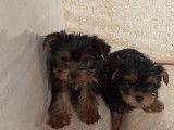 Chiots Yorkshire Terrier mini à vendre
