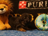 Chiots Berger Allemand à poil long à vendre