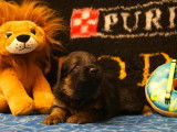 Chiots Berger Allemand à poil long à vendre