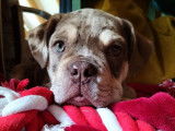 Chiot Olde English Bulldogge à vendre