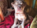 Chiot Olde English Bulldogge à vendre
