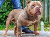 Chiot American Bully pocket à vendre