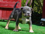 Chiot American Bully pocket à vendre